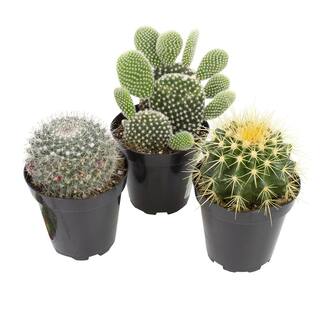 SMART PLANET 9 cm Assorted Cactus Plant Collection (3-Pack) 0882003