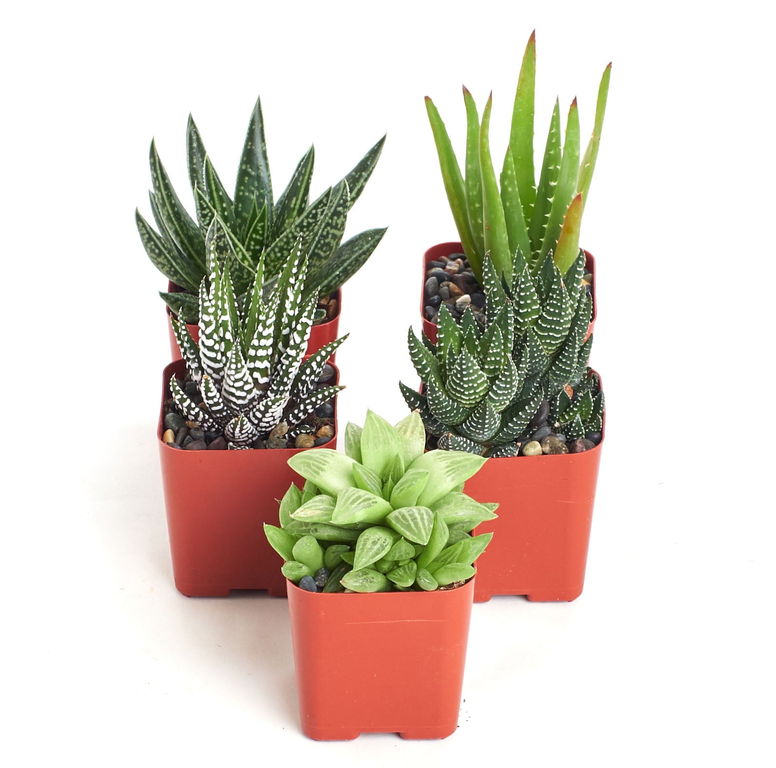 Home Botanicals 5 Different Aloe Plants Easy To Grow and Hard To Kill in 2