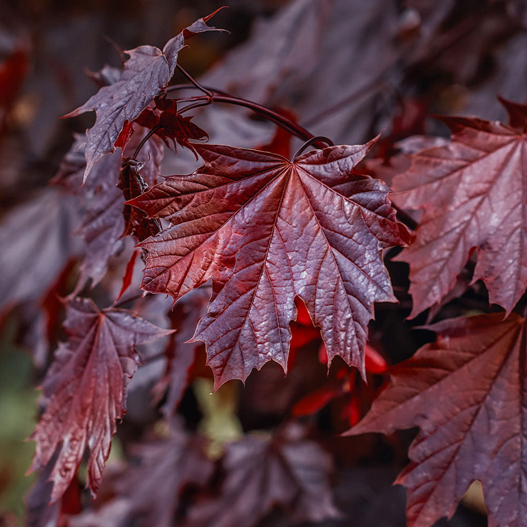 Crimson King Maple Tree