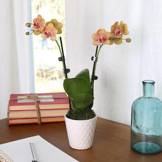 Just Add Ice Orchid (Phalaenopsis) Petite Salmon Plant in 3 in. White Ceramic Pottery J5006