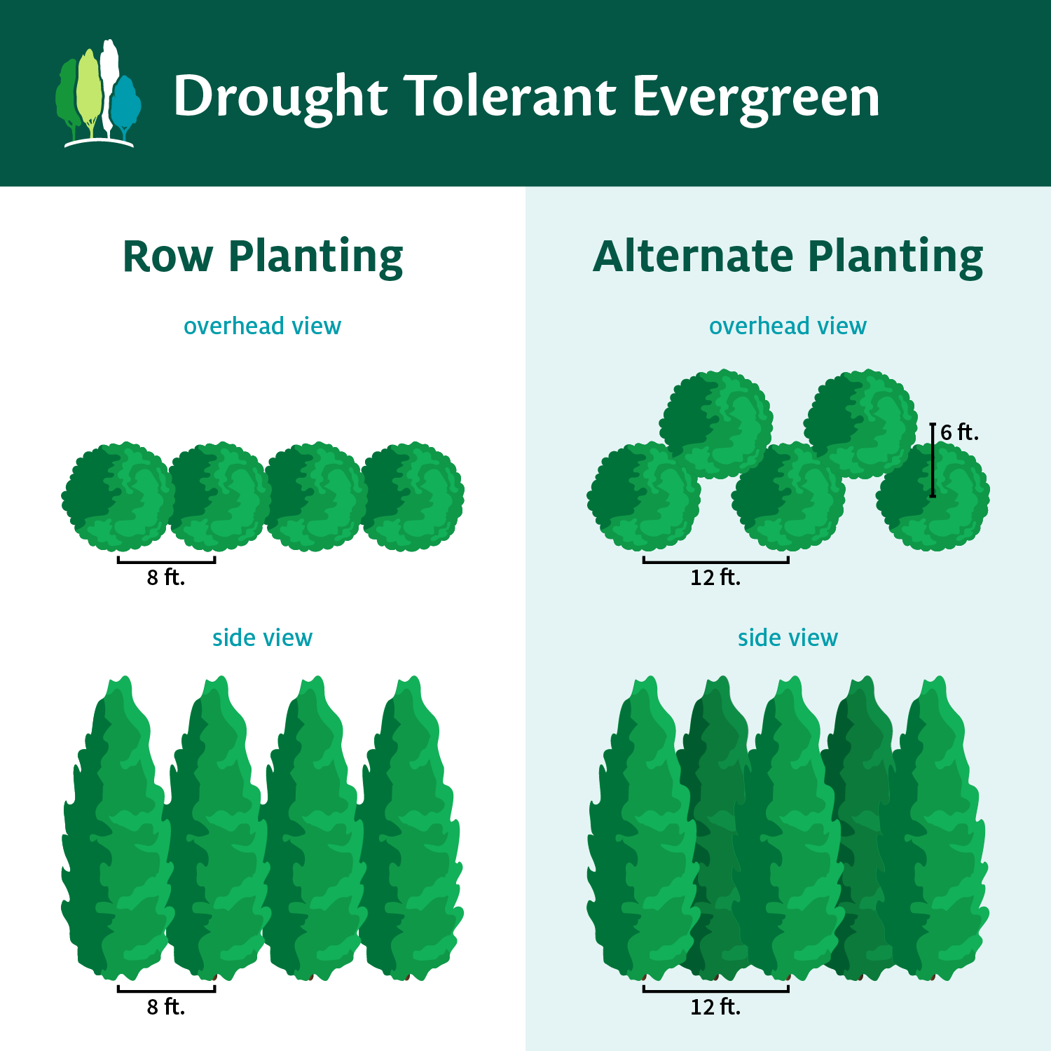 Drought-Tolerant Evergreen Tree