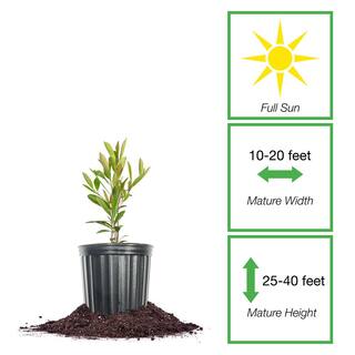 Perfect Plants Yerba Mate Tree 1Gal Growers Pot Ornamental Herbal Tea Tree THD-YerbaMate-1G