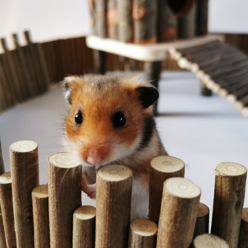 QBLEEV Hamster Wooden Fence， Flexible Wood Hideout ， Wooden Door and Standing Climbing Platform Basket Accessories for Chewing Toys Decor