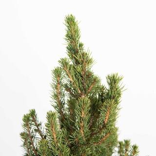 FLOWERWOOD 3 Gal. Dwarf Alberta Spruce Tree with Naturally Pyramidal Evergreen Foliage 47133