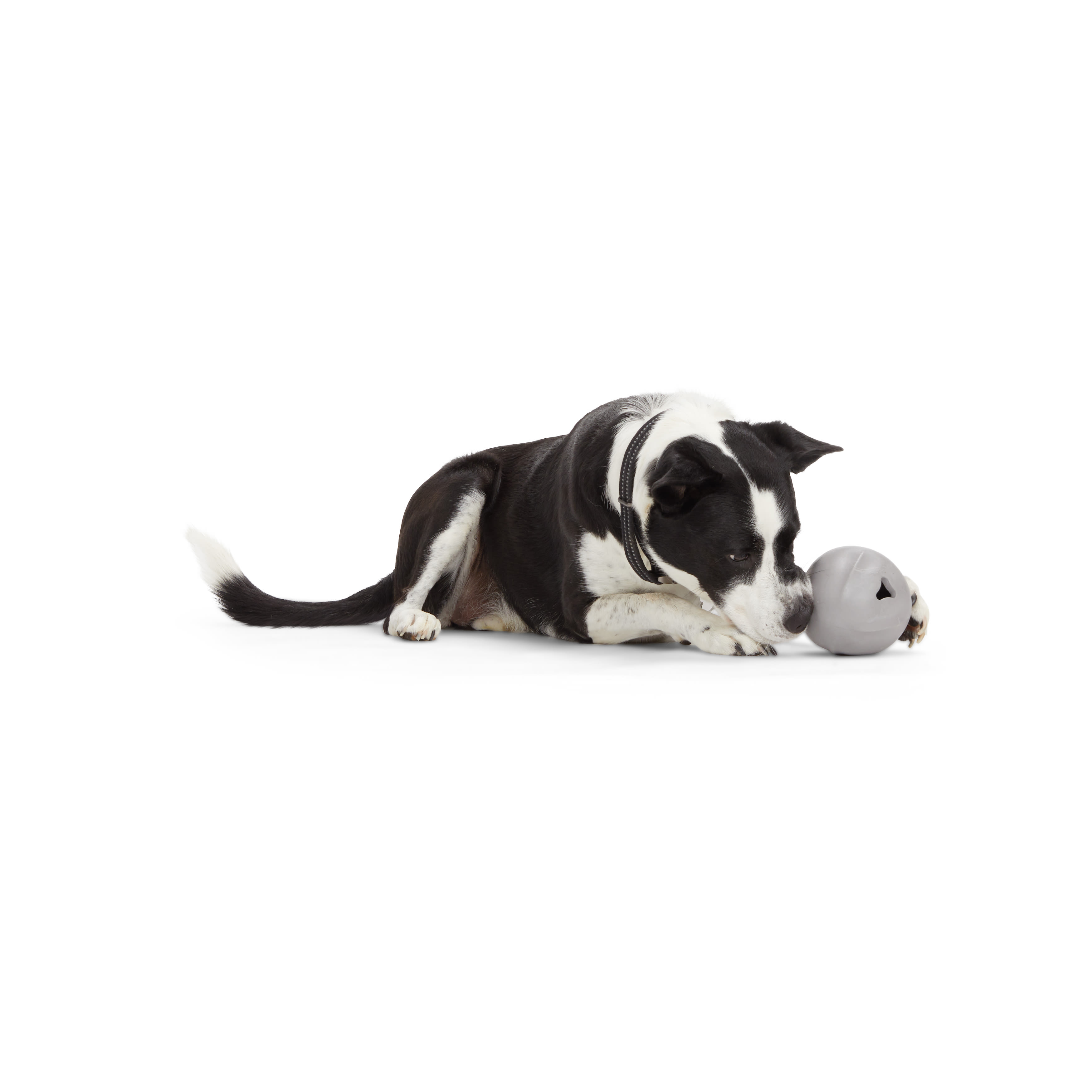 Reddy Grey Occupy Dispenser Dog Toy， Medium