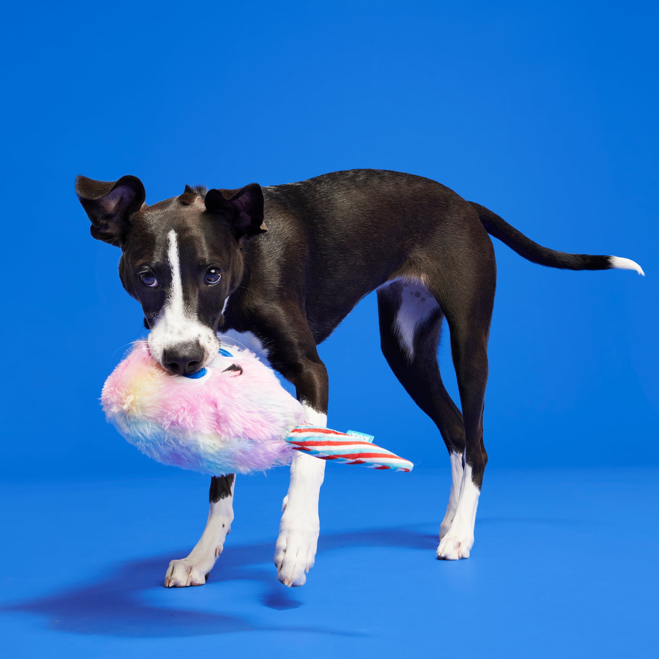 BARK Cotton Candy Eyed Joe - Yankee Doodle Dog Toy， with Bonus Spiky Squearker Ball， all Dog Sizes