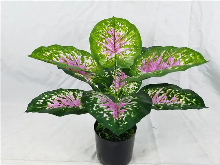 YD8735 4 Wholesale promotion Caladium bicolor (Ait.) Vent. ornamental foliage artificial plants bonsai