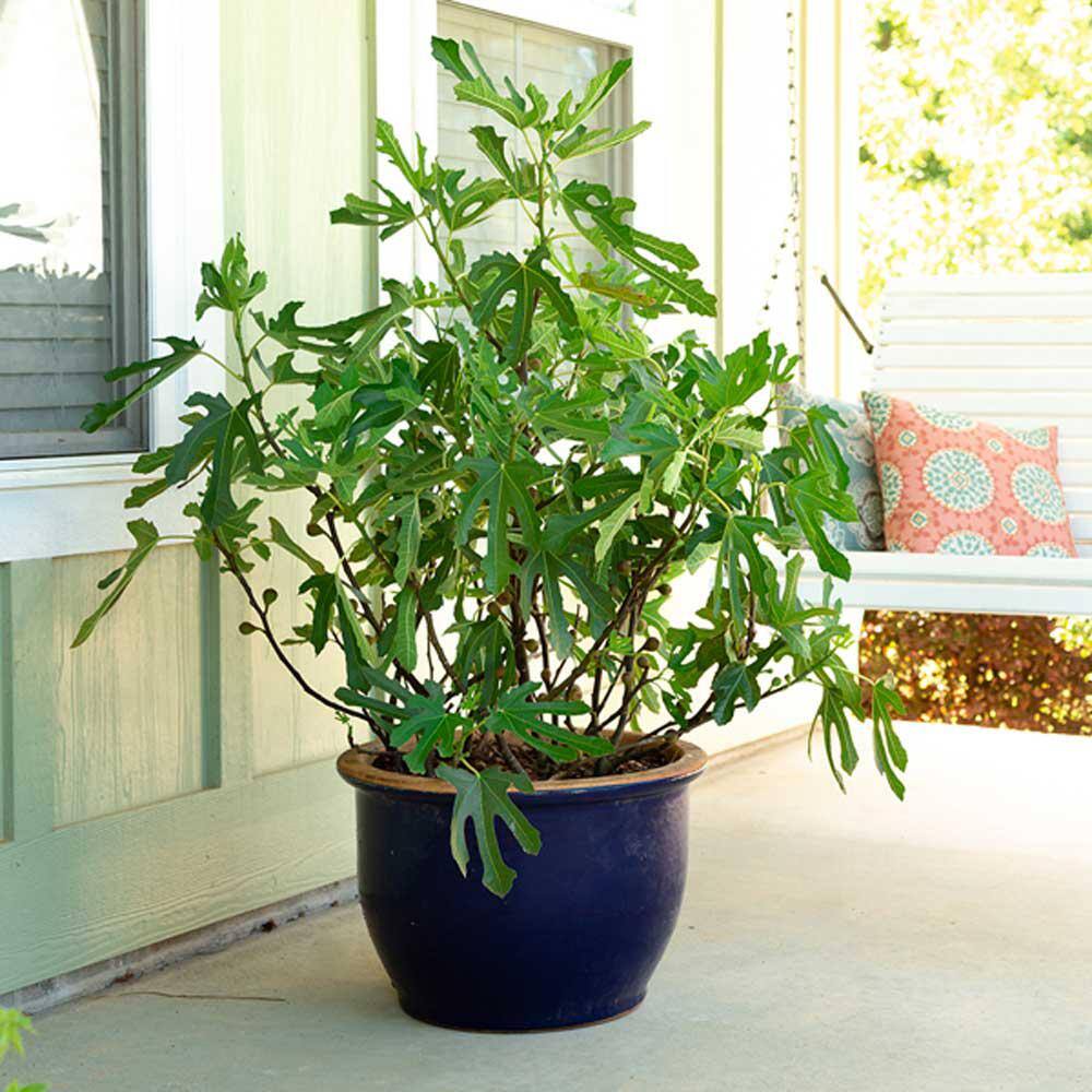 SOUTHERN LIVING 2 Gal. Little Miss Figgy Dwarf Fig Shrub with Deliciously Sweet Spring and Fall Fruits 20482