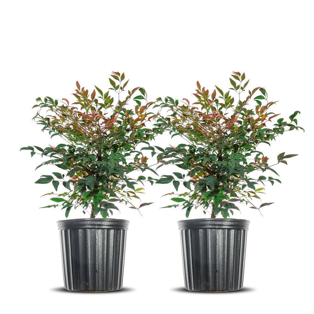 Perfect Plants 3 Gal. Nandina Gulfstream - Heavenly Bamboo Shrub (2-Pack) THD00419