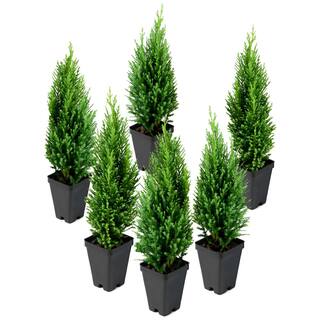 national PLANT NETWORK 2.5 in. Cypress Leyland 6-Piece HD1664