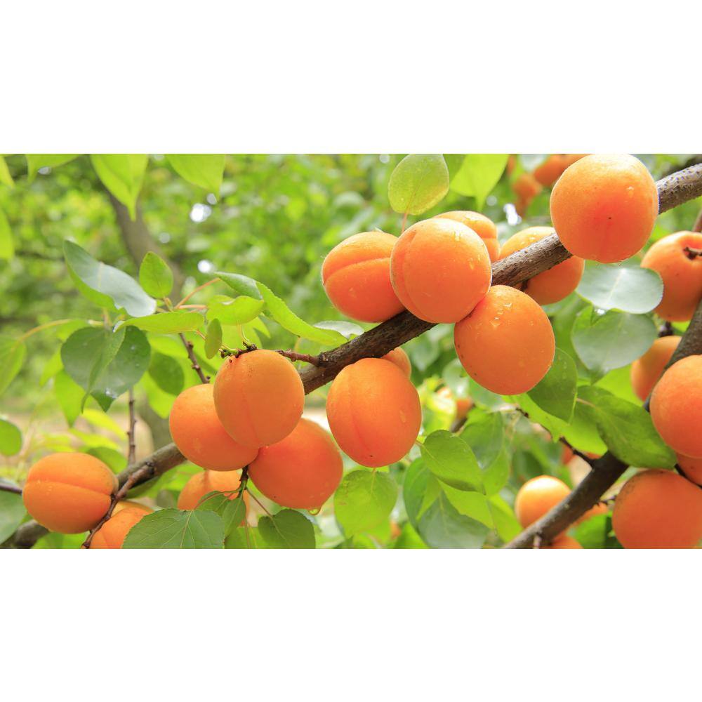 Online Orchards 3 ft. Blenheim Apricot Bare Root Tree with Renowned Excellent Flavor FTAC202