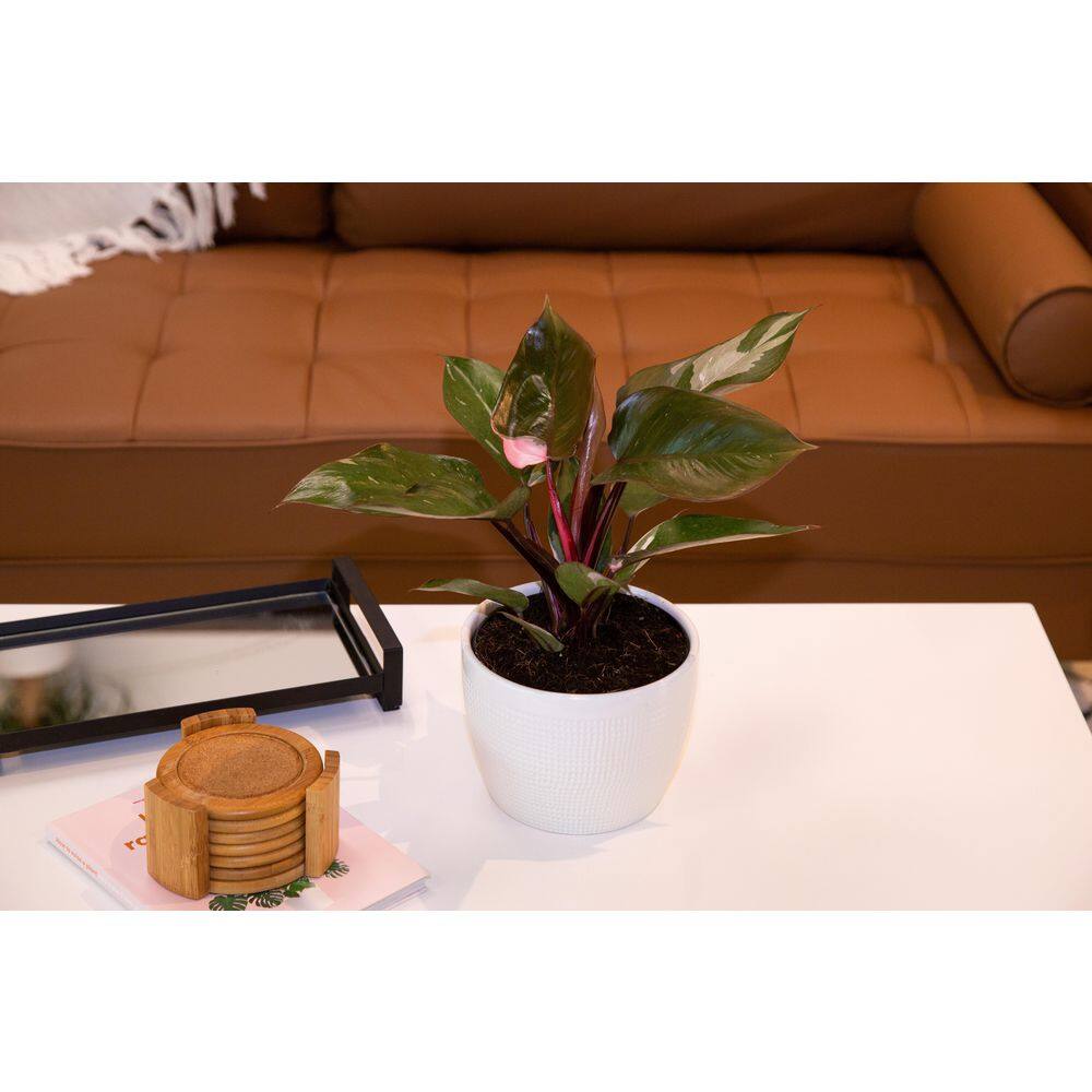 Costa Farms Philodendron Pink Princess Indoor Plant in 6 in. White Planter Avg. Shipping Height 1-2 ft. Tall M-PPP-P-WHT-01