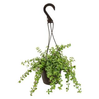 SMART PLANET 6 in. Portulacaria Afra Prostrata Hanging Basket 0883260