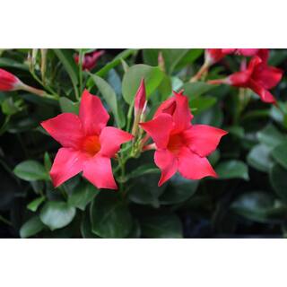 Rio 0.9 Gal. (#9) Patio Pot Dipladenia Flowering Annual Shrub with Red Blooms 1004124213