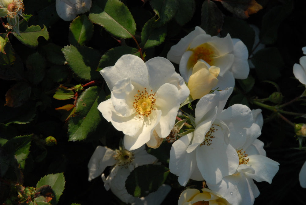 Yellow Knock Out Dormant Bare Root Shrub Rose， Includes one dormant plant per order