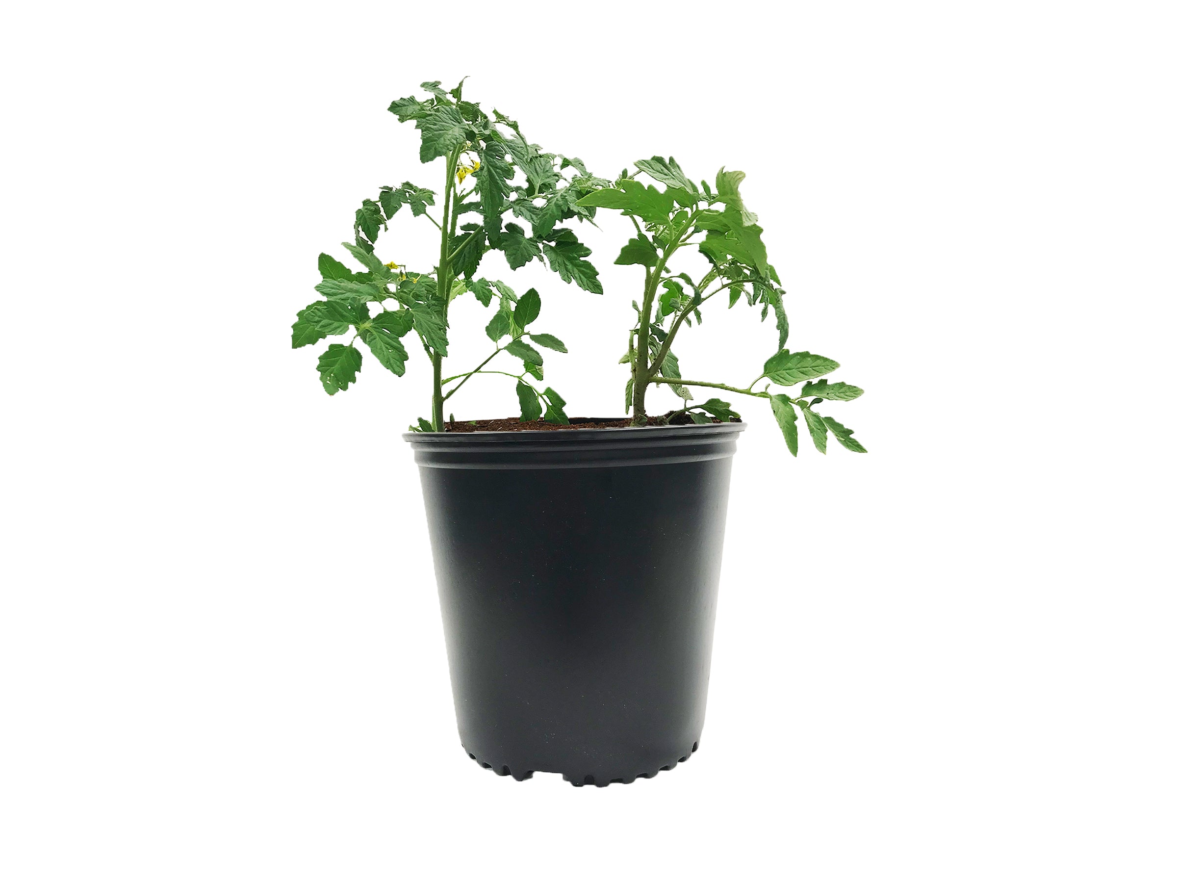 Plastic Garden Nursery Pots, Black, Set of 10