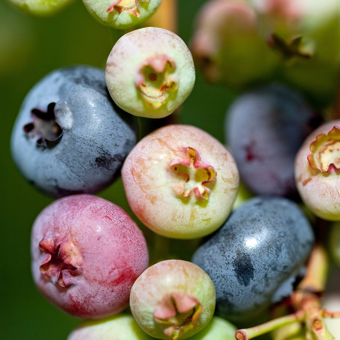 3 Gal. Premier Blueberry - Heavy Producer of Big Tasty Blueberries