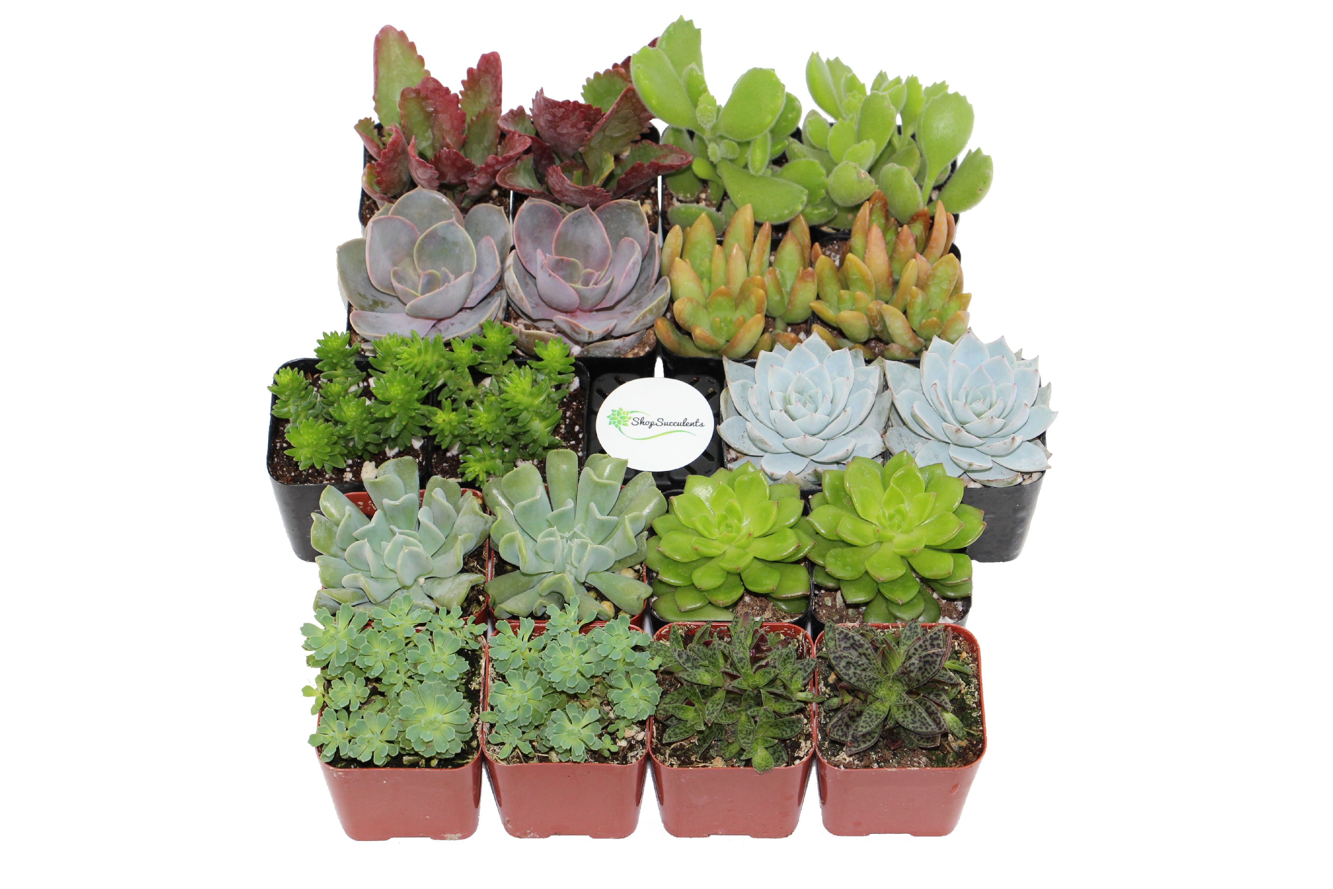 Shop Succulents Assorted Succulent (Collection of 20)