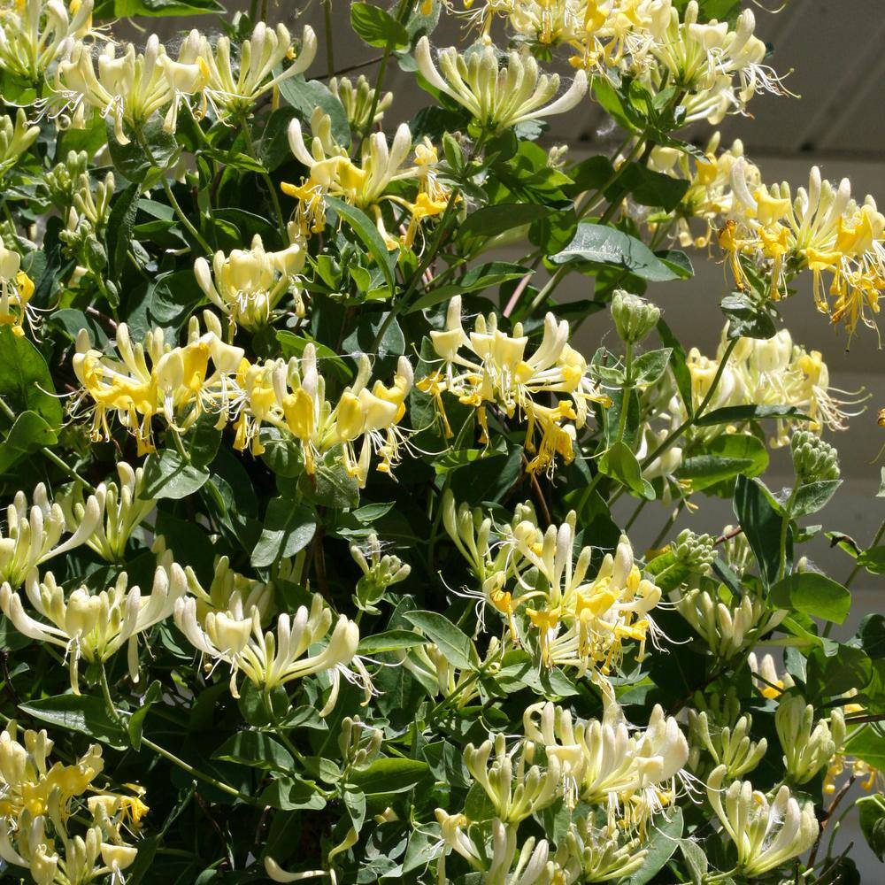 PROVEN WINNERS 1 Gal. Scentsation Honeysuckle (Lonicera) Live Vine Shrub with Yellow Flowers and Red Berries LONPRC1006101