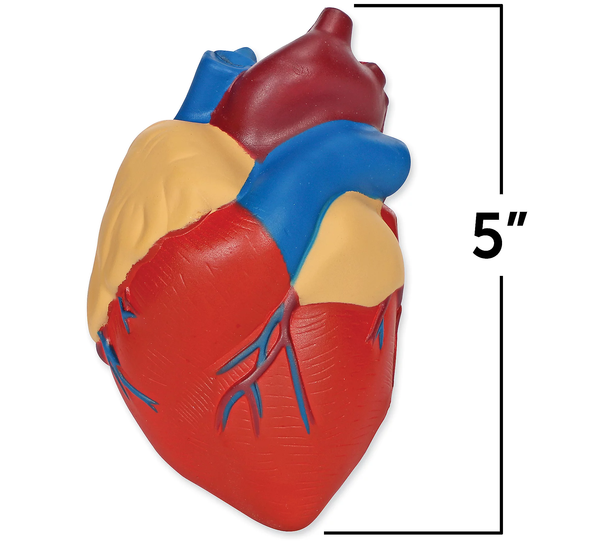 Learning Resources Cross-Section Human Heart Model Toy