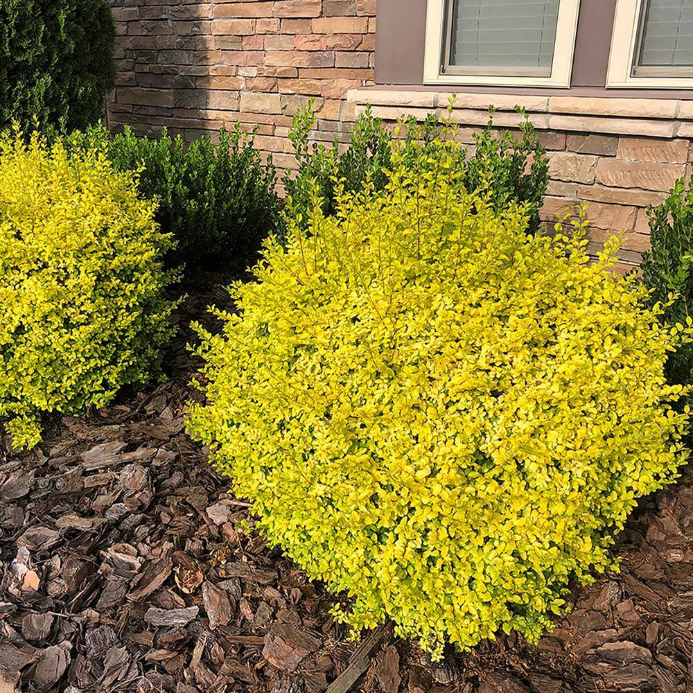 SOUTHERN LIVING 2 Gal. Sunshine Ligustrum Privet Shrub with Golden-Yellow Foliage 14434