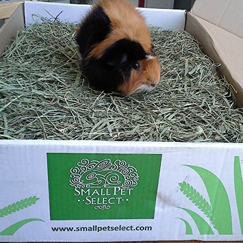 Small Pet Select Perfect Blend Timothy Hay Small Animal Food