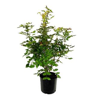 2.25 Gal. Oregon Grape Live Shrub with Yellow Flowers and Deep Blue Berries O545003