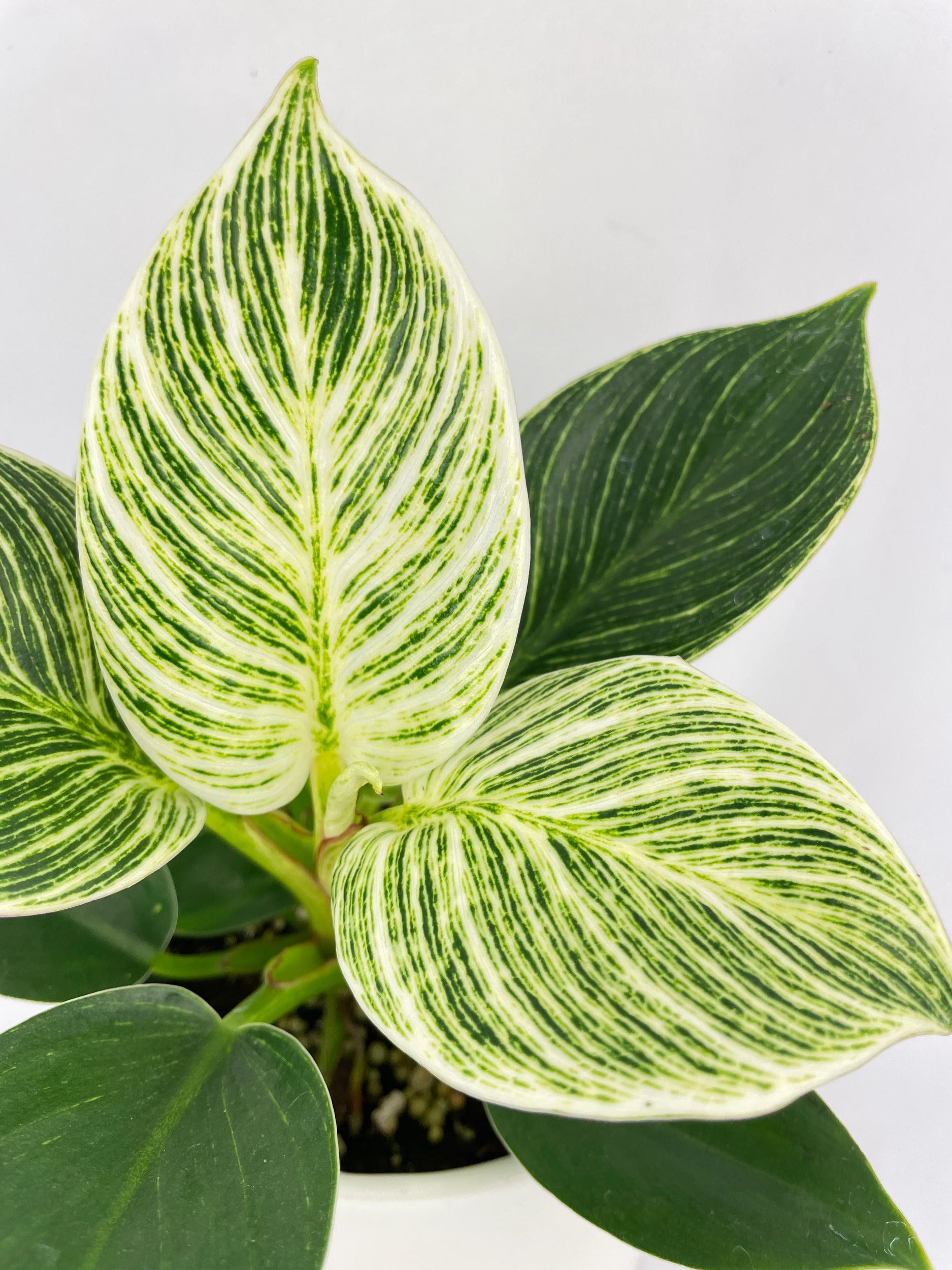 Philodendron Birkin Variegata