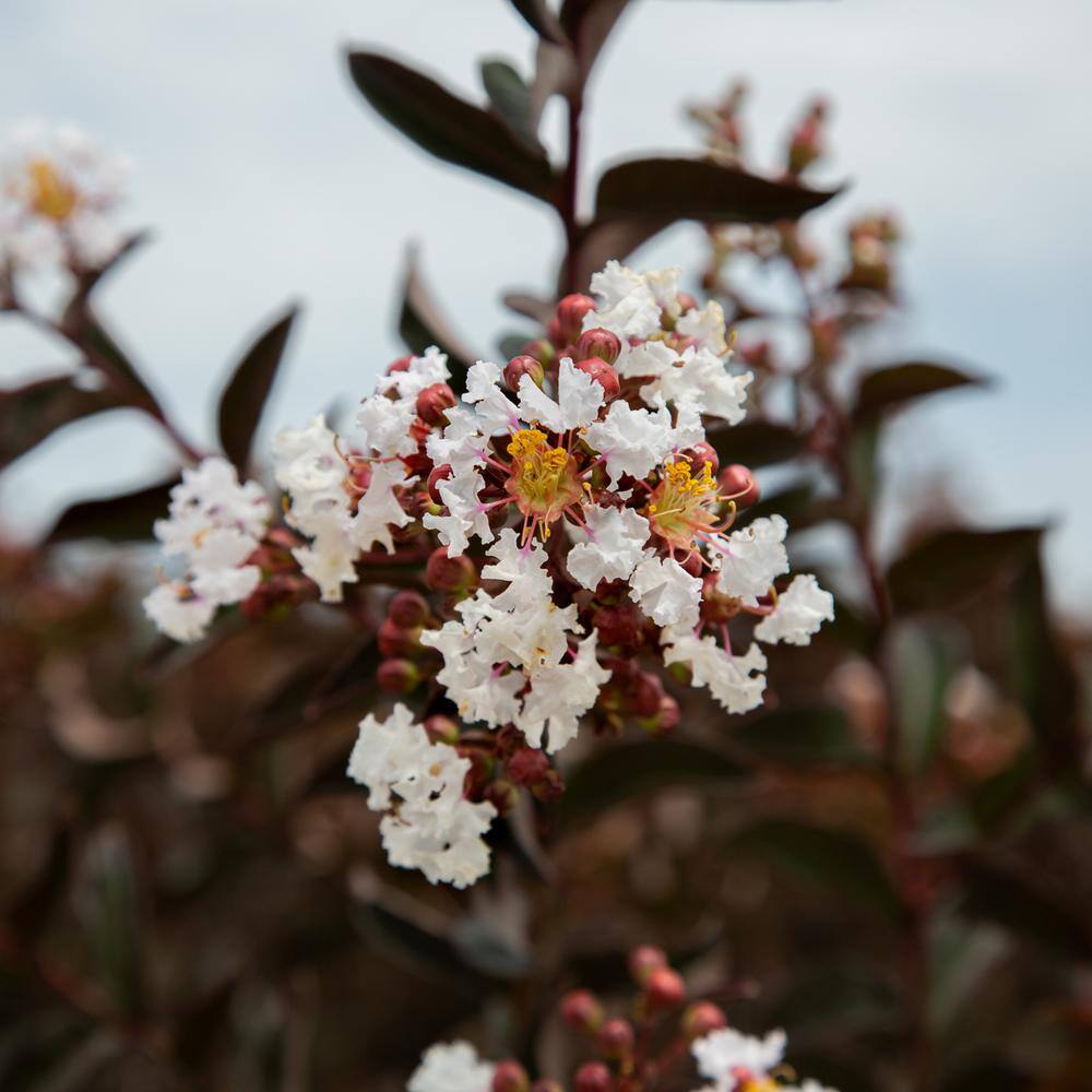 SOUTHERN LIVING 2 Gal. Delta Moonlight Crape Myrtle Live Deciduous ShrubTree Burgundy Foliage  White Blooming 37742