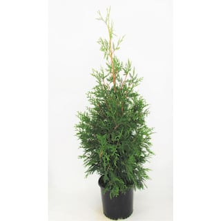 BELL NURSERY 3 Gal. Green Giant Arborvitae (Thuja) Live Evergreen Shrub THUJA3GRG1PK