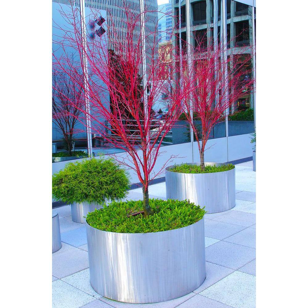 Online Orchards 2 Gal. Coral Bark Japanese Maple Tree with Brilliant Red-Coral Bark Brightly Displayed Throughout Winter SBAP205