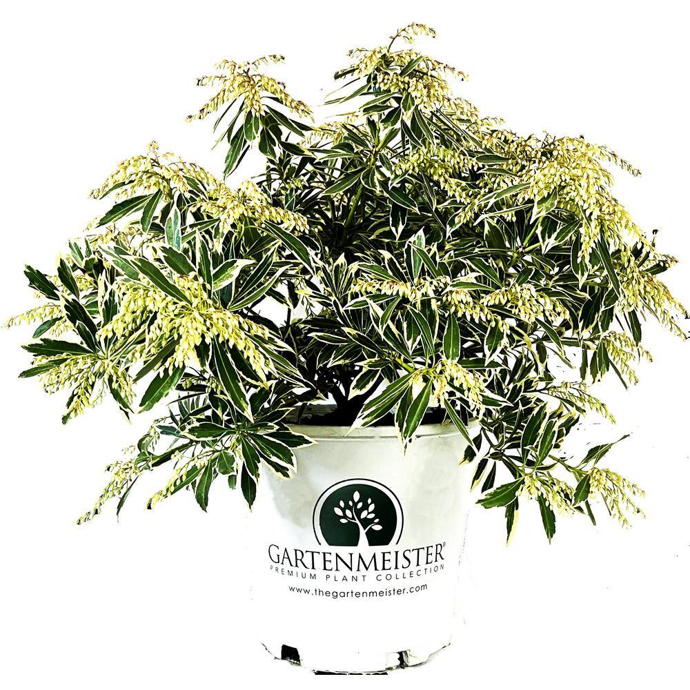 GARTENMEISTER 2 Gal. Flaming Silver Pieris Live Shrub with Bright Red Foliage O59002M