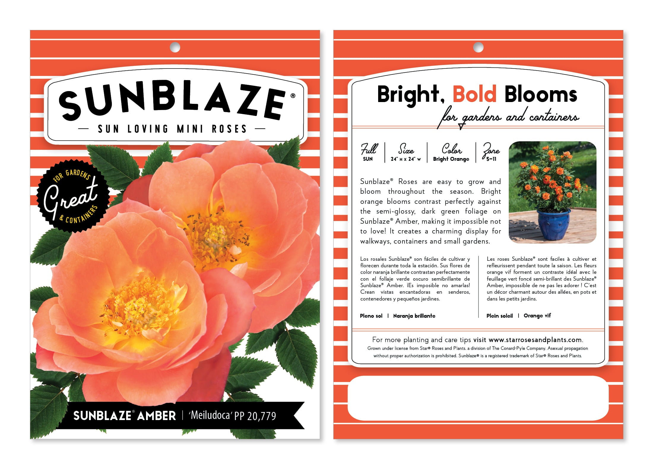 Bareroot Sunblaze® Amber Miniature Rose with Bright Orange Flowers - Live Plants - 2 Piece