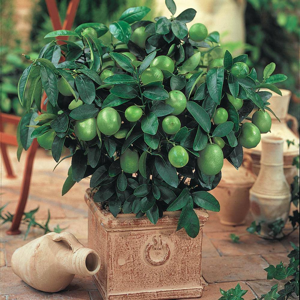 Gurney's 6 in. Pot Dwarf Key Lime Live Potted Tropical Citrus Fruiting Tree White Flowers Mature to Green Fruit (1-Pack) 83622