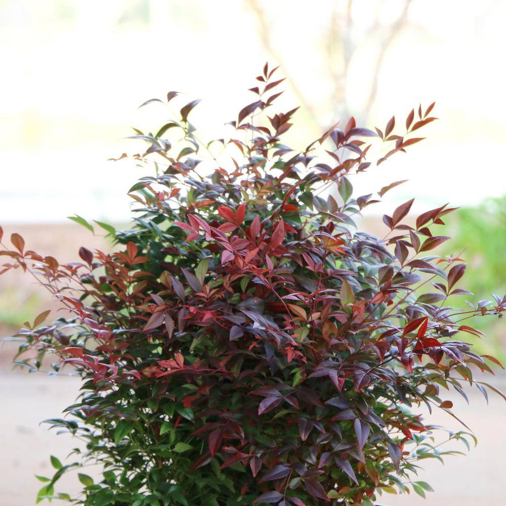 national PLANT NETWORK 2.5 qt. Nandina Gulf Stream Shrub HD1077