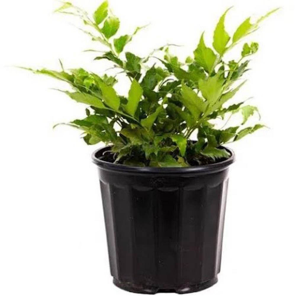 Pure Beauty Farms 2.5 Qt. Holly Fern in 6.33 In. Grower's Pot (2-Plants) DC1GFERNHOLLY2