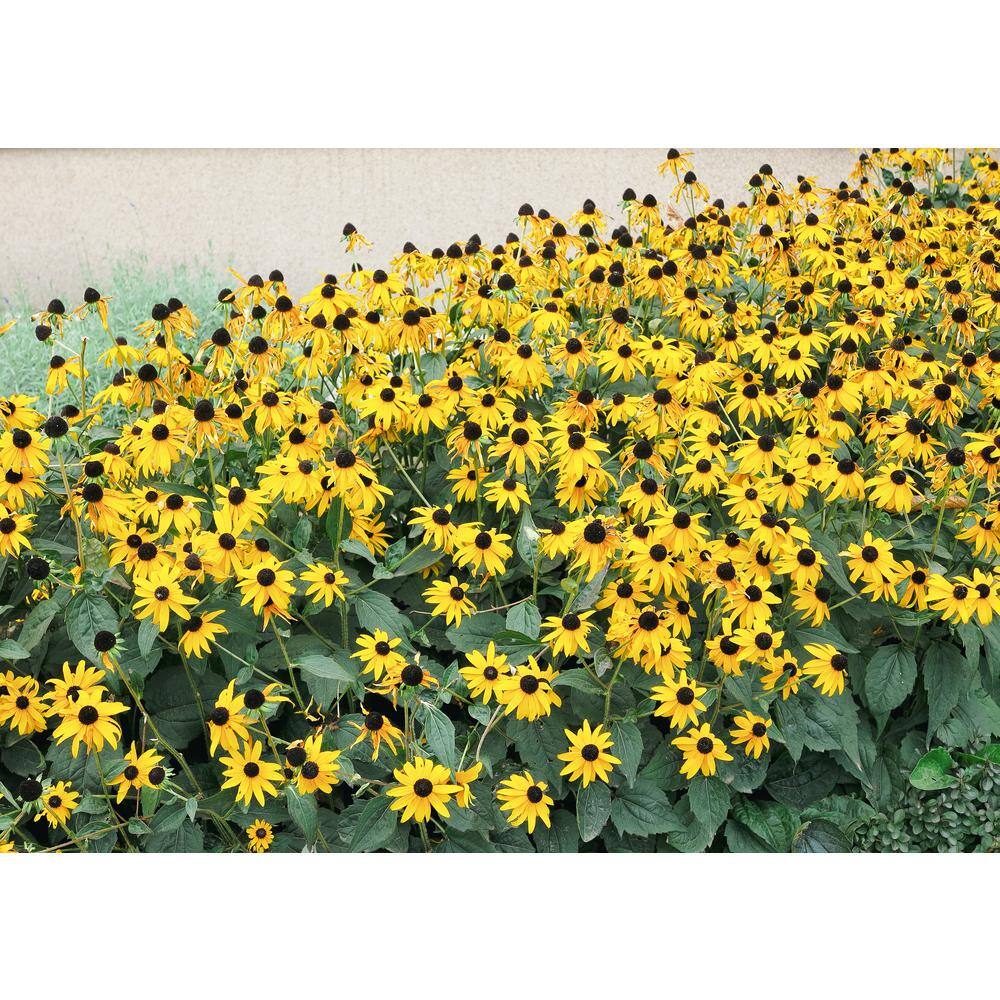 BELL NURSERY 2.5 Qt. 'Goldsturm' Black-Eyed Susan (Rudbeckia) Live Potted Perennial Plant with Golden Yellow Flowers (1-Pack) BESUS1YLW1PK