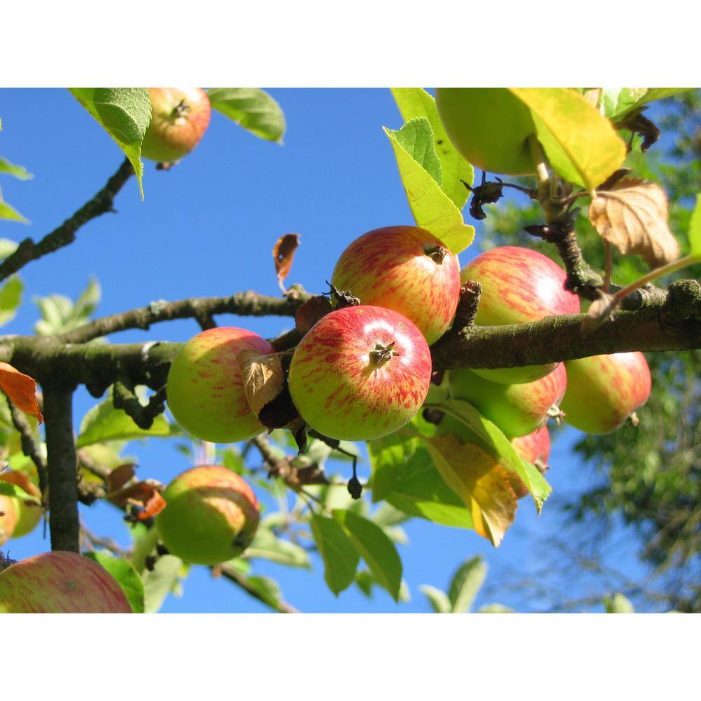 Online Orchards 3 ft. Gravenstein Heirloom Apple Tree with Multiple Uses From Cooking to Cider Pressing FTAP210