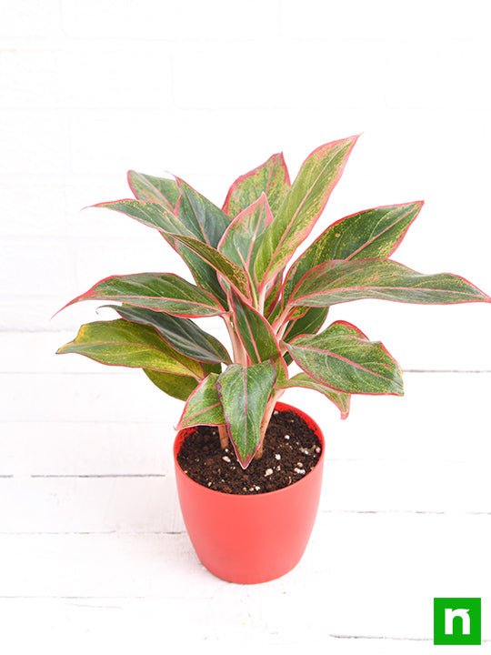 Aglaonema siam aurora, Aglaonema lipstick - Plant