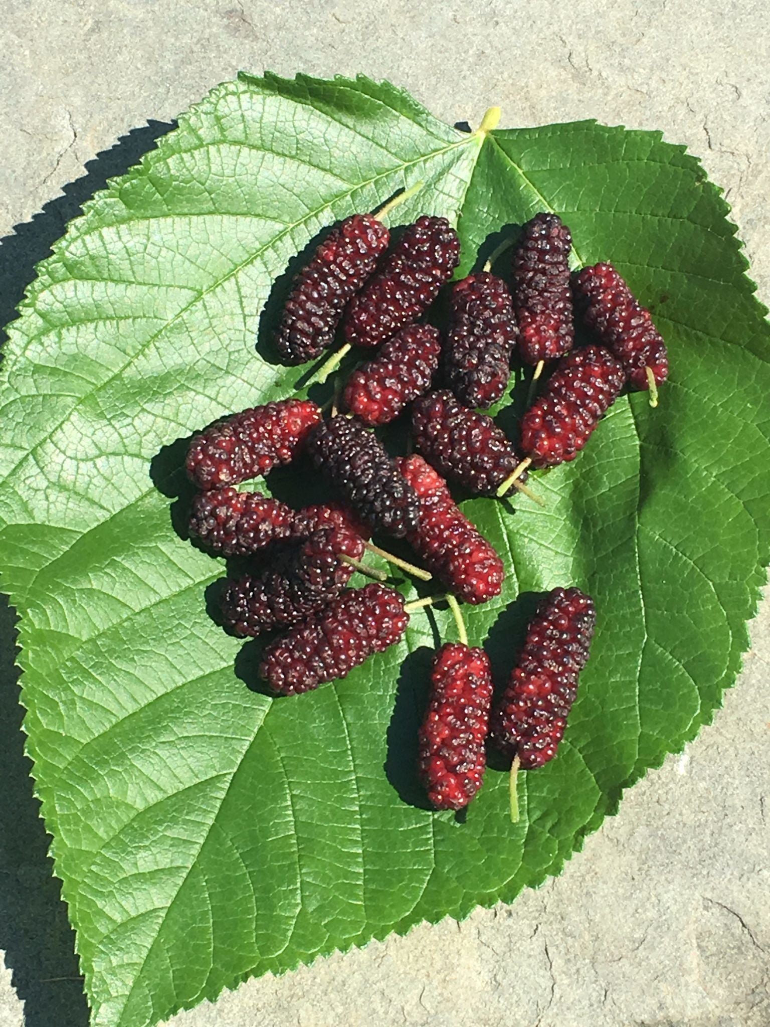 Everbearing Mulberry Tree - Live Plant in a 6 inch Pot - Edible Fruit Tree for The Patio and Garden