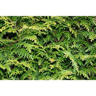 Online Orchards 1 Gal. Green Giant Arborvitae Shrub CFAR002