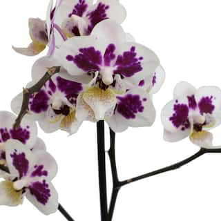 ALTMAN PLANTS 3.5 in. Orchid Phalaenopsis Multi-Color Live House Plant in White Ceramic Pot 0873006