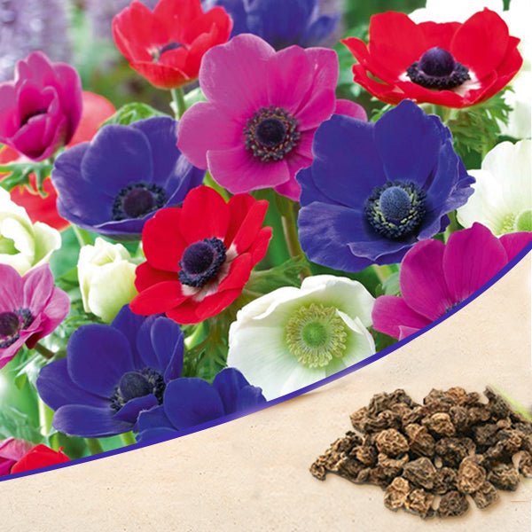 Anemone (Random Color) - Bulbs