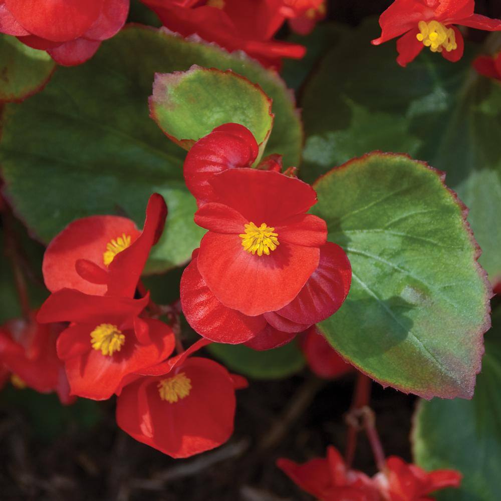 1.38-Pint Green Leaf Red Begonia Plant 19652