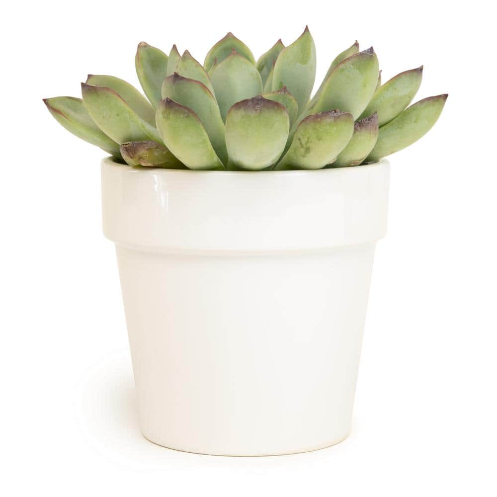 ALTMAN PLANTS 9 cm Succulent in White Glazed Clay Pot 0872542