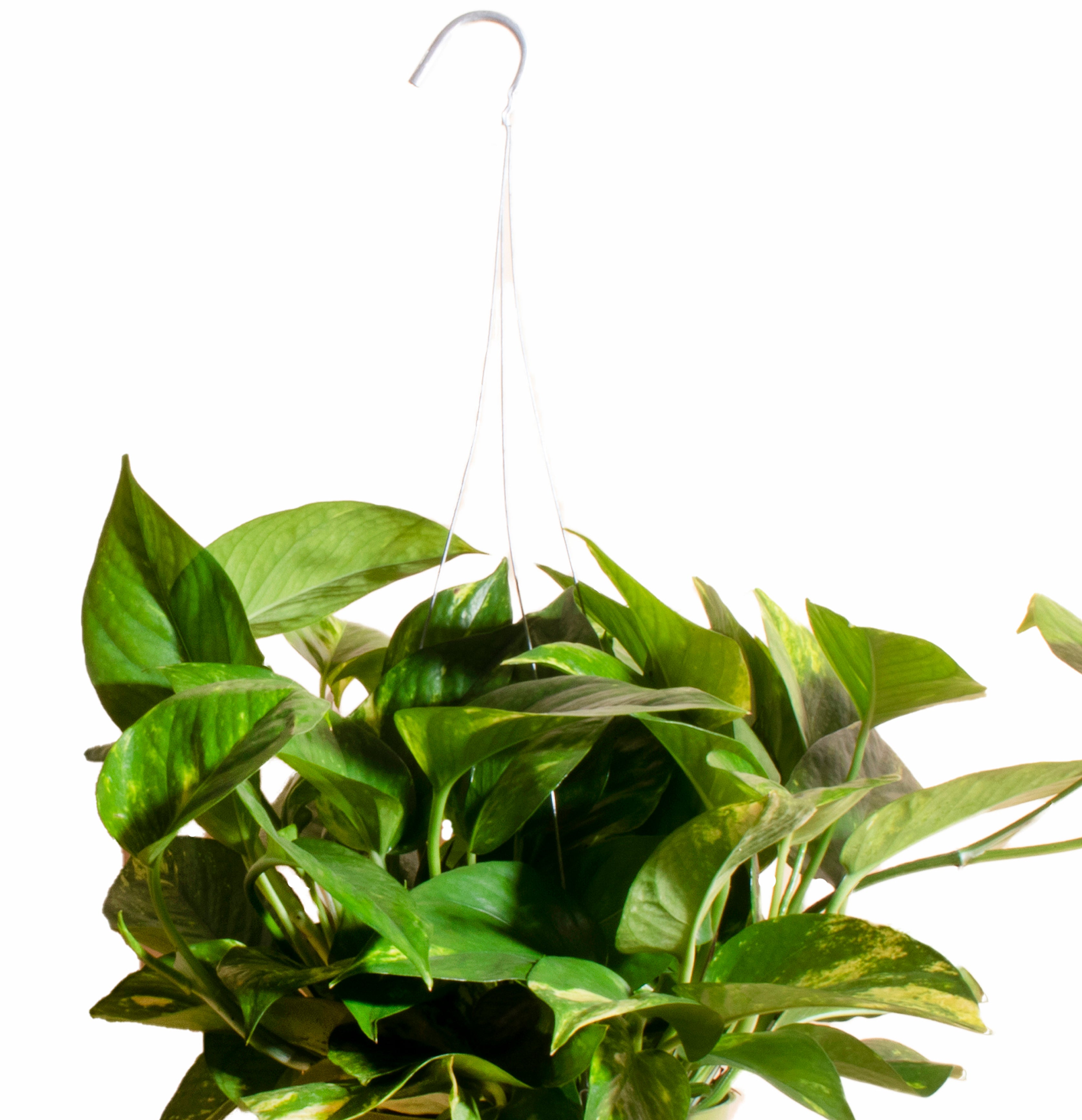 Pothos Devil's Ivy in 6