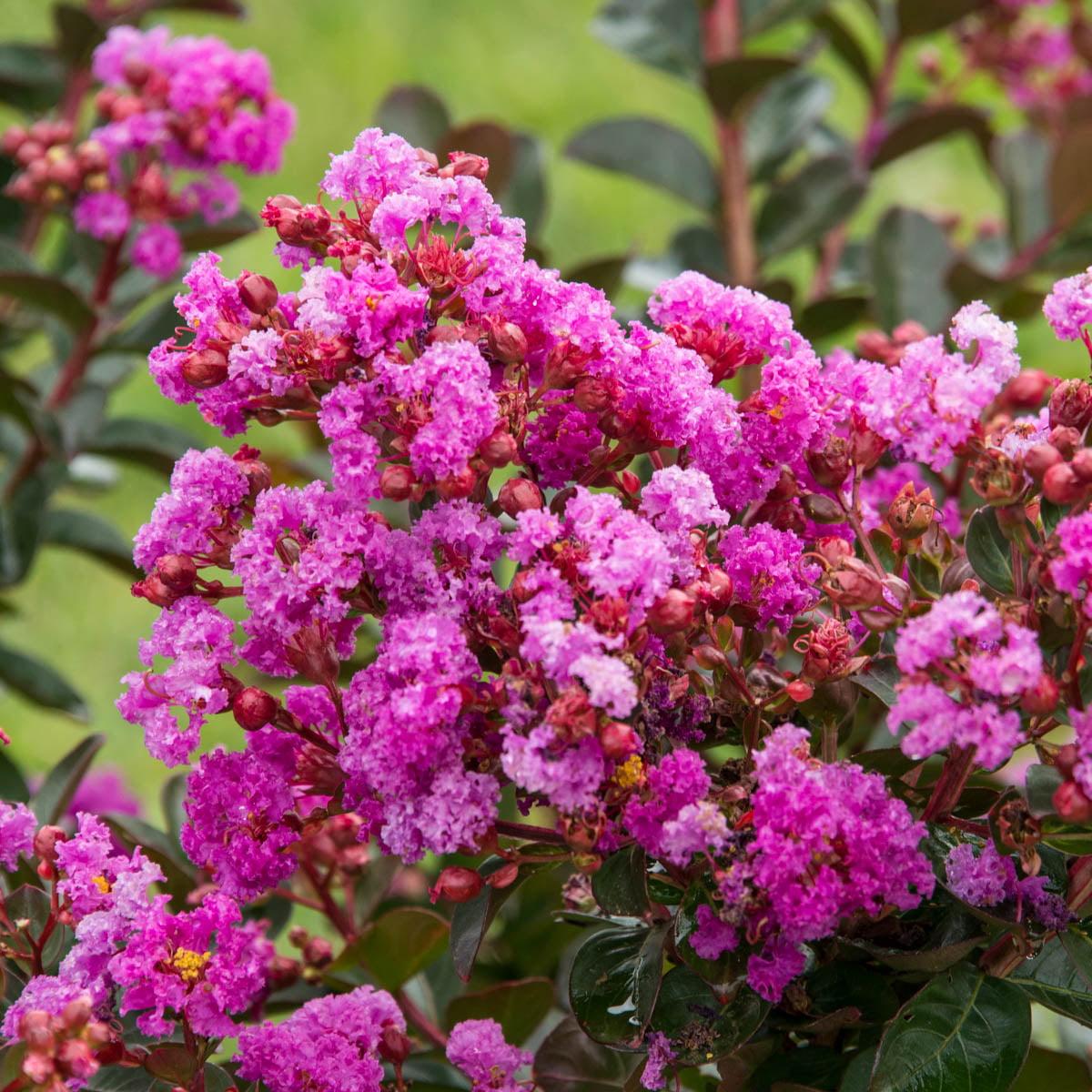 Northern Belle Fuchsia Crape Myrtle (Lagerstroemia)， Dormant Bare Root Starter Flowering Shrub (1-Pack)