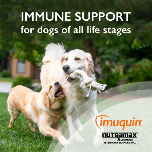 Nutramax Imuquin Immune Support Powder Immune Supplement for Dogs， 30 count