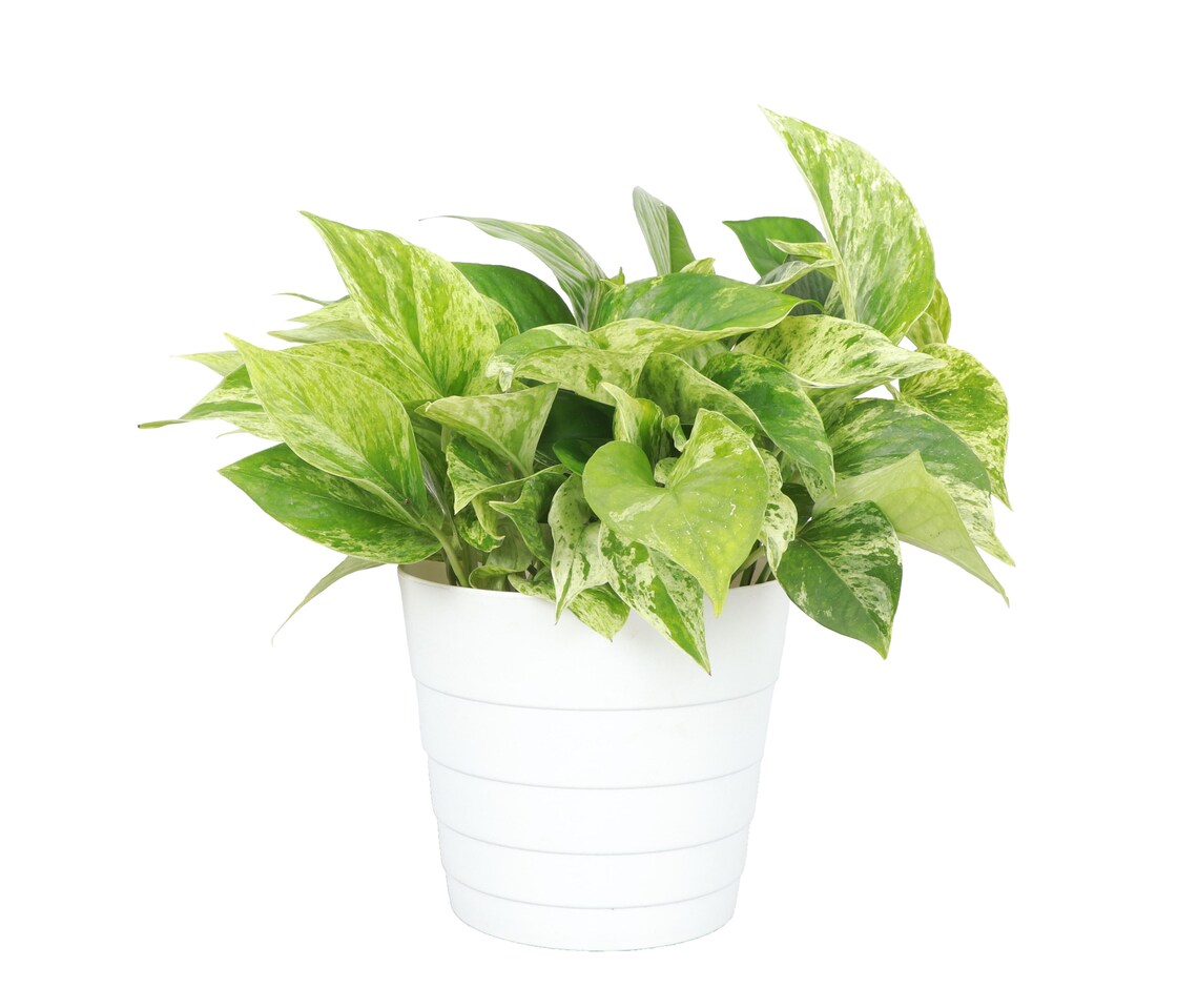 Live Marble Queen Pothos Plant - 6