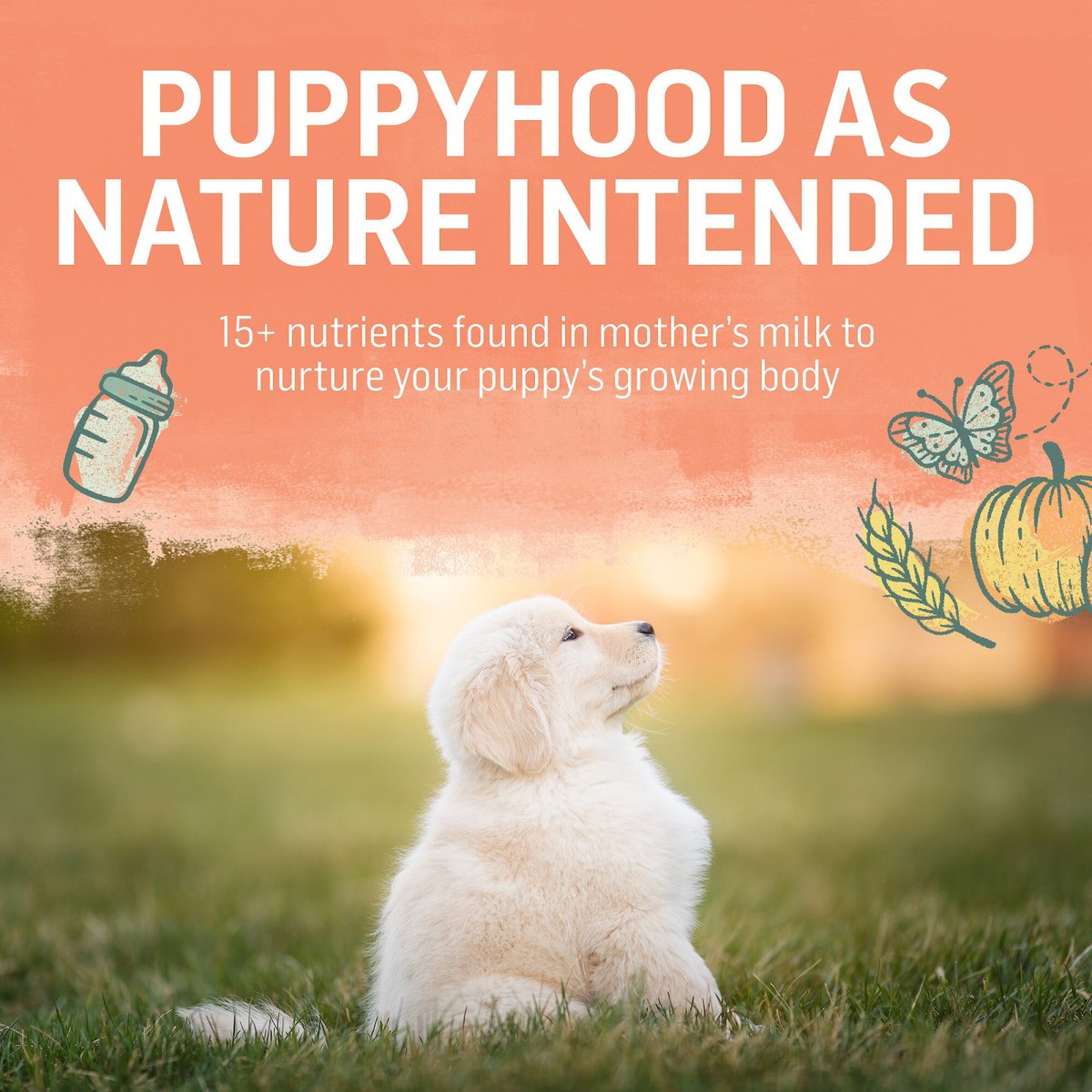 Purina Beyond Natural， High Protein Chicken and Oatmeal Recipe Dry Puppy Food